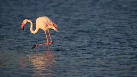 Flamingo on the pond at sunset Stock Photos