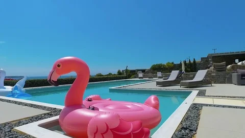 Flamingo at pool Video stock 77949739