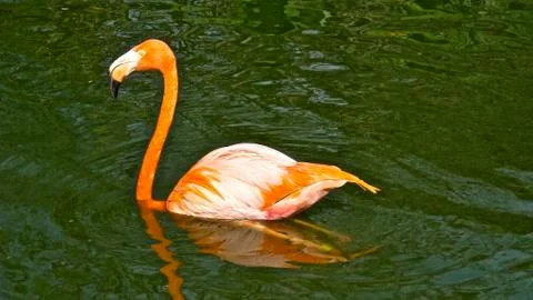 A flamingo in the pool Stock Photos