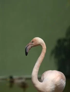 Flamingo portrait Stock Photos