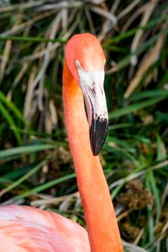 Flamingo Portrait Stock Photos