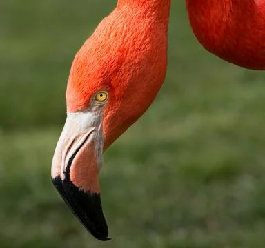 Flamingo Portrait Stock Photos