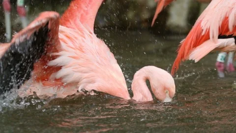 Flamingo Preening and Bathing Stock Footage 93556164