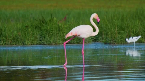 Flamingo Preening Feathers and Wading in Serene Water Stock Footage 315608676