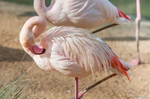 Flamingo preening feathers Stock Photos