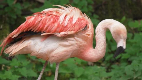 Flamingo preening feathers in vibrant display. Pink bird grooming plumage Stock Footage 301998176