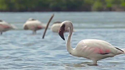 Flamingo preening in a flowing river Stock Footage 157380704