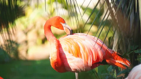 Flamingo Preening Stock Footage 32375624