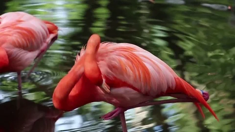 Flamingo preening Stock Footage 76047006