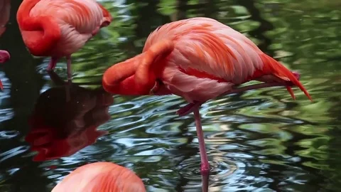 Flamingo preening Stock Footage