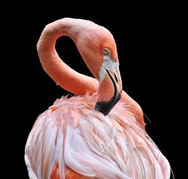 Flamingo preening its feathers Stock Photos