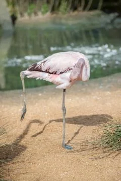 Flamingo preening Stock Photos