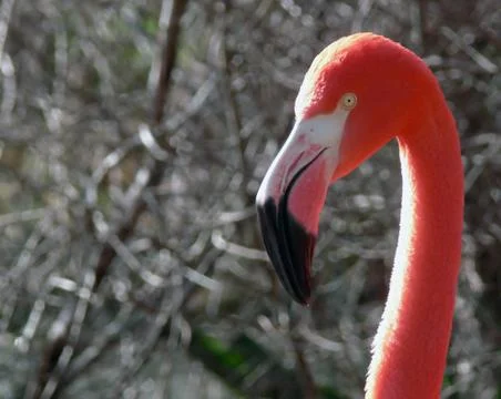 Flamingo profile Stock Photos