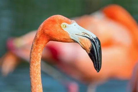 Flamingo Profile Stock Photos
