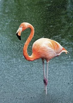 Flamingo in the rain Stock Photos