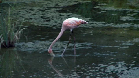 Flamingo with reflection Stock Footage 758198