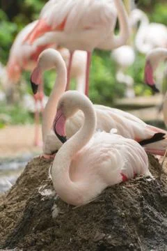Flamingo rest on ground Stock Photos
