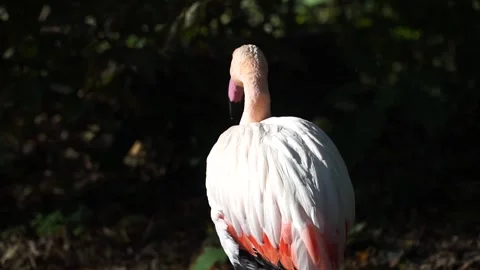 Flamingo resting in the sun surrounded by lush greenery in natural habitat Stock Footage 297193903