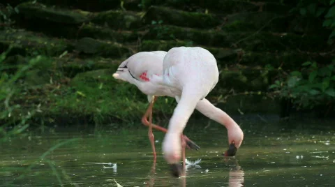 Flamingo in the river 02 Stock Footage 493511