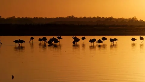 Flamingo roaming the lake with a flock Slow motion 4K Vidéo 255553386