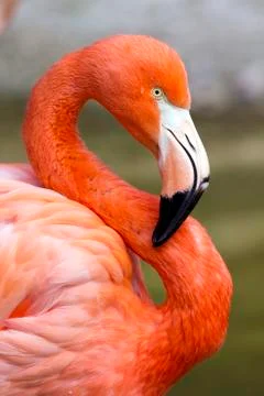 Flamingo in s Fotos de archivo