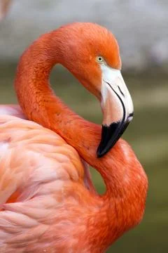 Flamingo in S Stock Photos
