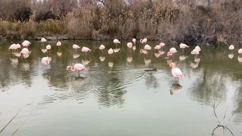 Flamingo sand an otter Stock Footage 170949493