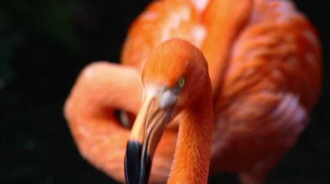 Flamingo scratching close up Stock Footage 45659997