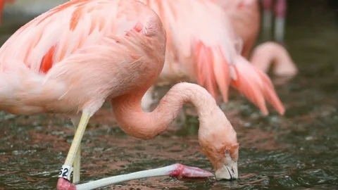 Flamingo Scratching Itself Video stock 93554411