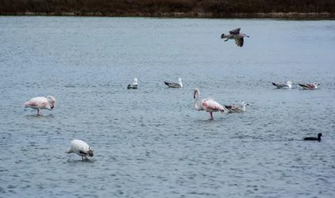 Flamingo, seagulls and coots in salt flats Stock Photos