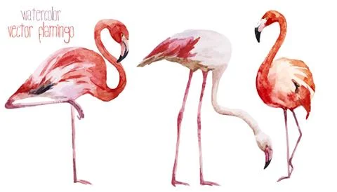 Flamingo set Stock Illustration