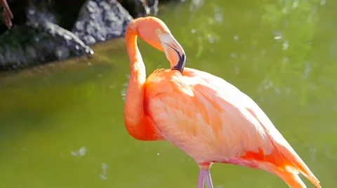Flamingo shaking head and cleaning itself while standing in water Видео 62651783