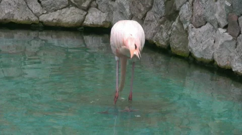 Flamingo sharpening his beak Video stock 320877