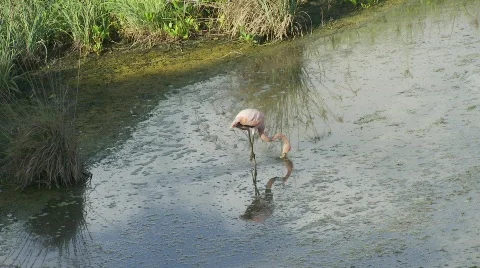 Flamingo skimming Video stock 758181