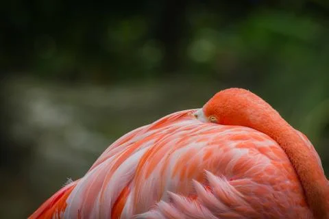 Flamingo sleeping Stock Photos