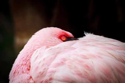 Flamingo Sleeping Stock Photos