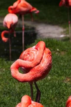 Flamingo in sleeping position Stock Photos