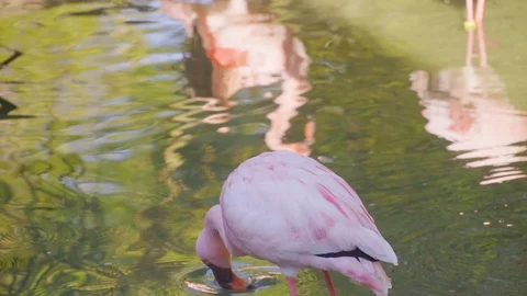 Flamingo Slow Motion 動画素材 123933558