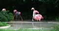 Flamingo Spinning Backwards HD Footage