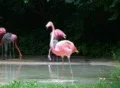 Flamingo Spinning Backwards Footage
