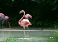 Flamingo Spinning Backwards SD Footage