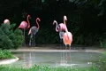 Flamingo Spinning Backwards Footage