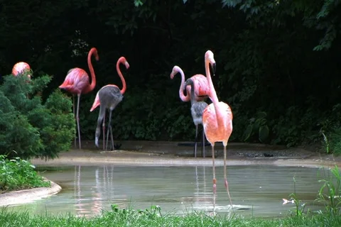 Flamingo Spinning Backwards 動画素材 2733660