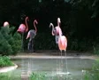 Flamingo Spinning Backwards SD Footage