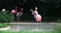 Flamingo Spinning Backwards HD Footage