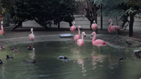 Flamingo Spinning the Backwards Stock Footage 74511058