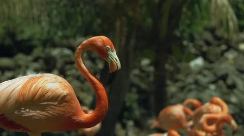 Flamingo Splashes Water When It Shakes Its Head, 4K Stock Footage 62067212