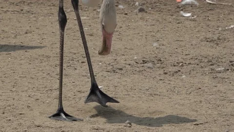 Flamingo stand and steps on the sand, flamingo legs Stock Footage 171938410