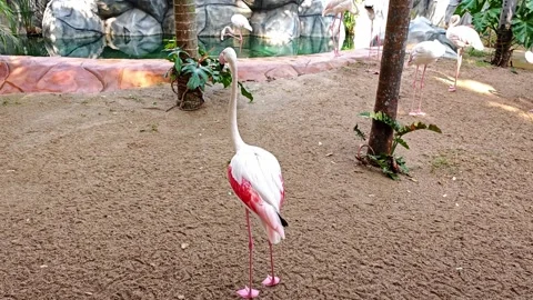 Flamingo standing and walking around. Stock Footage 306760428