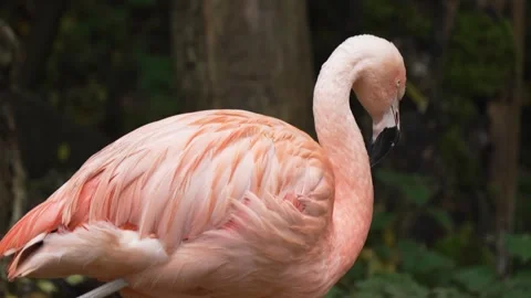 Flamingo standing calmly with neck gently curved. Pink bird showcasing soft Stock Footage 317083318